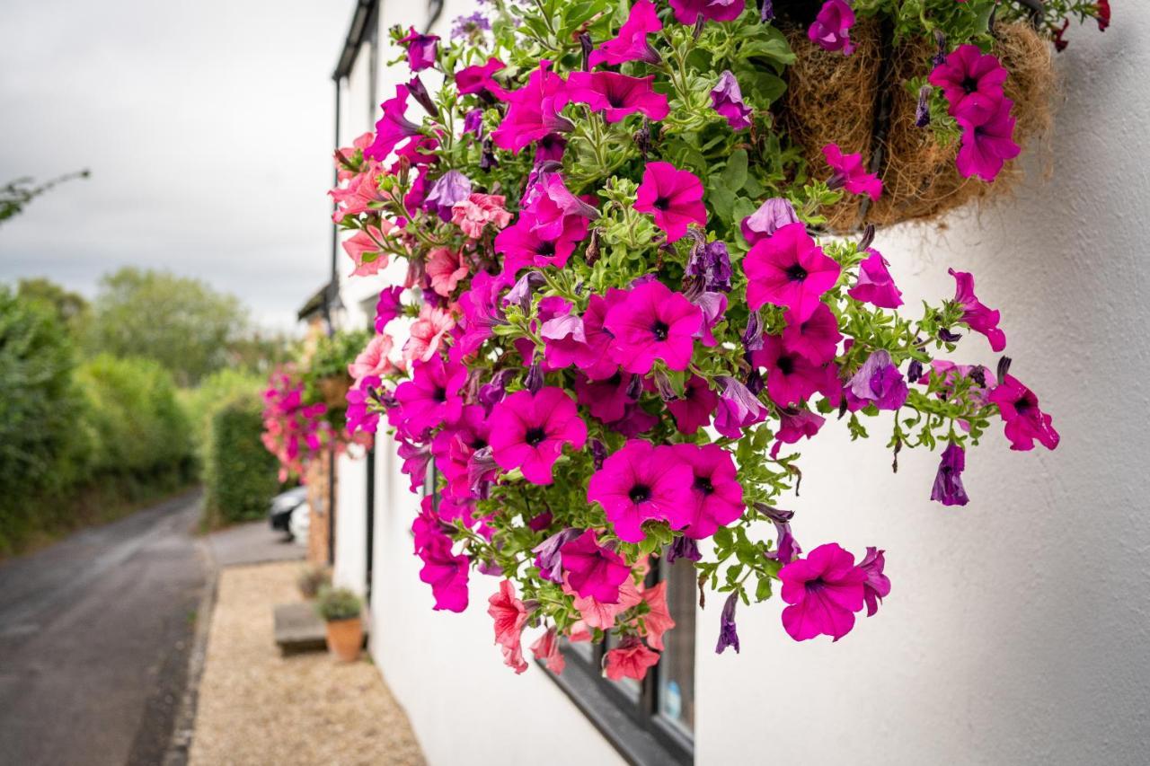Woodview - Cosy 1840S Cottage In Chew Valley And Mendip Aonb Compton Martin Екстериор снимка